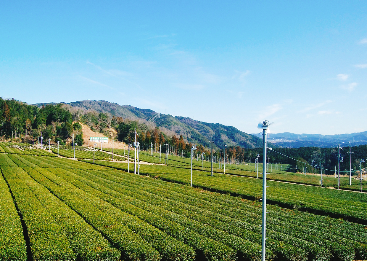 宇治茶生産地